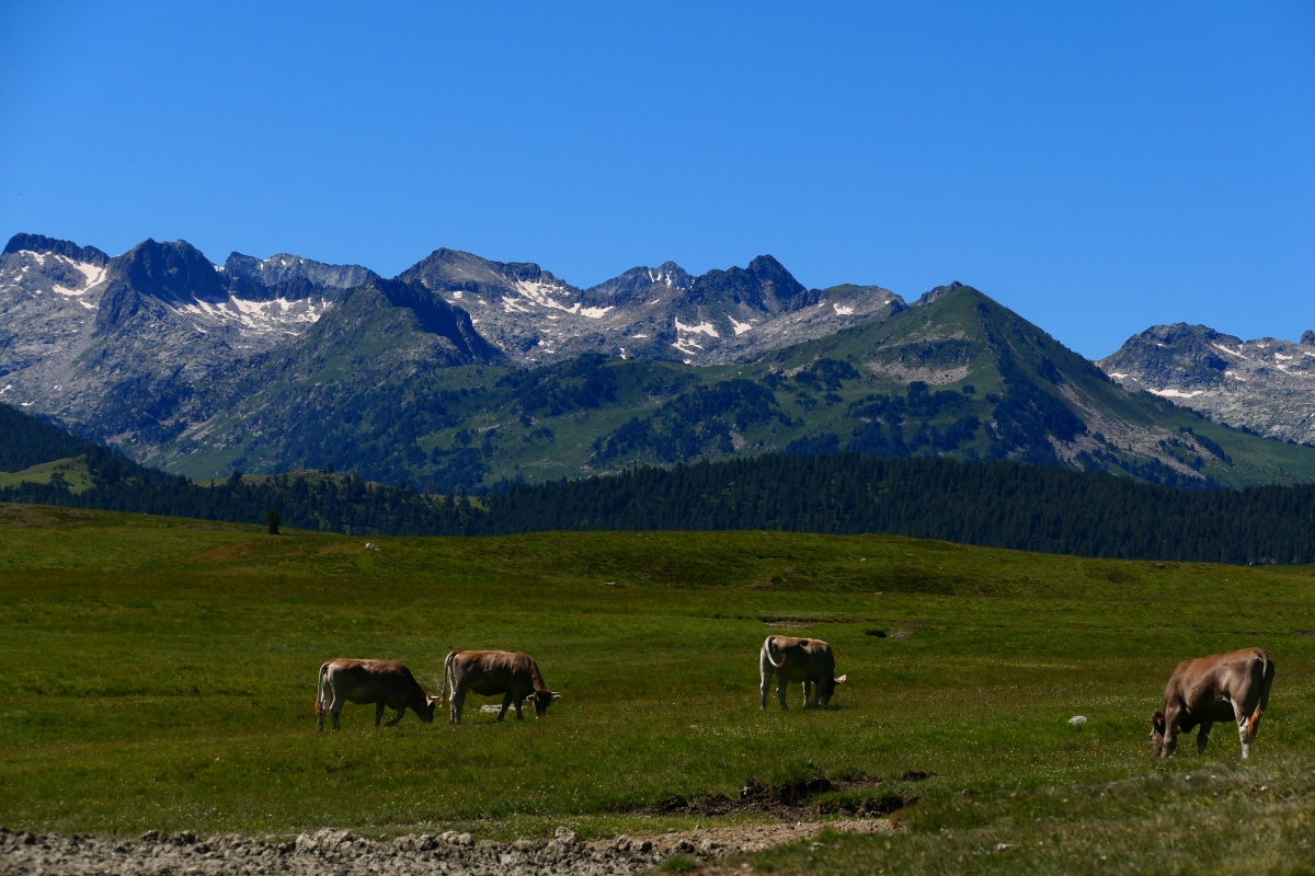包含乌克兰梦幻体现，后防支柱力保让球少失的词条