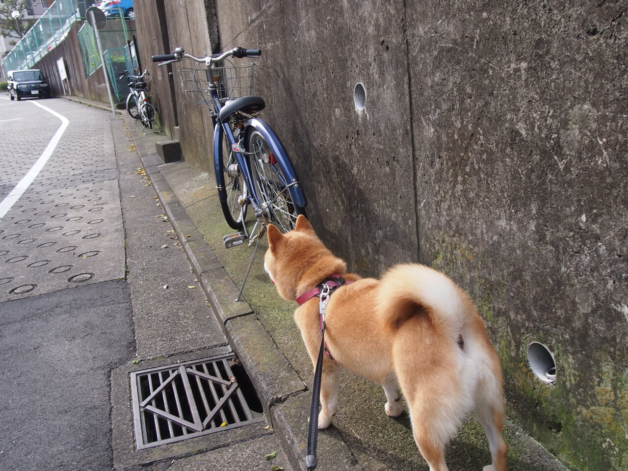 拉文闪耀!欧冠淘汰赛之夜全程高能输出率队晋级