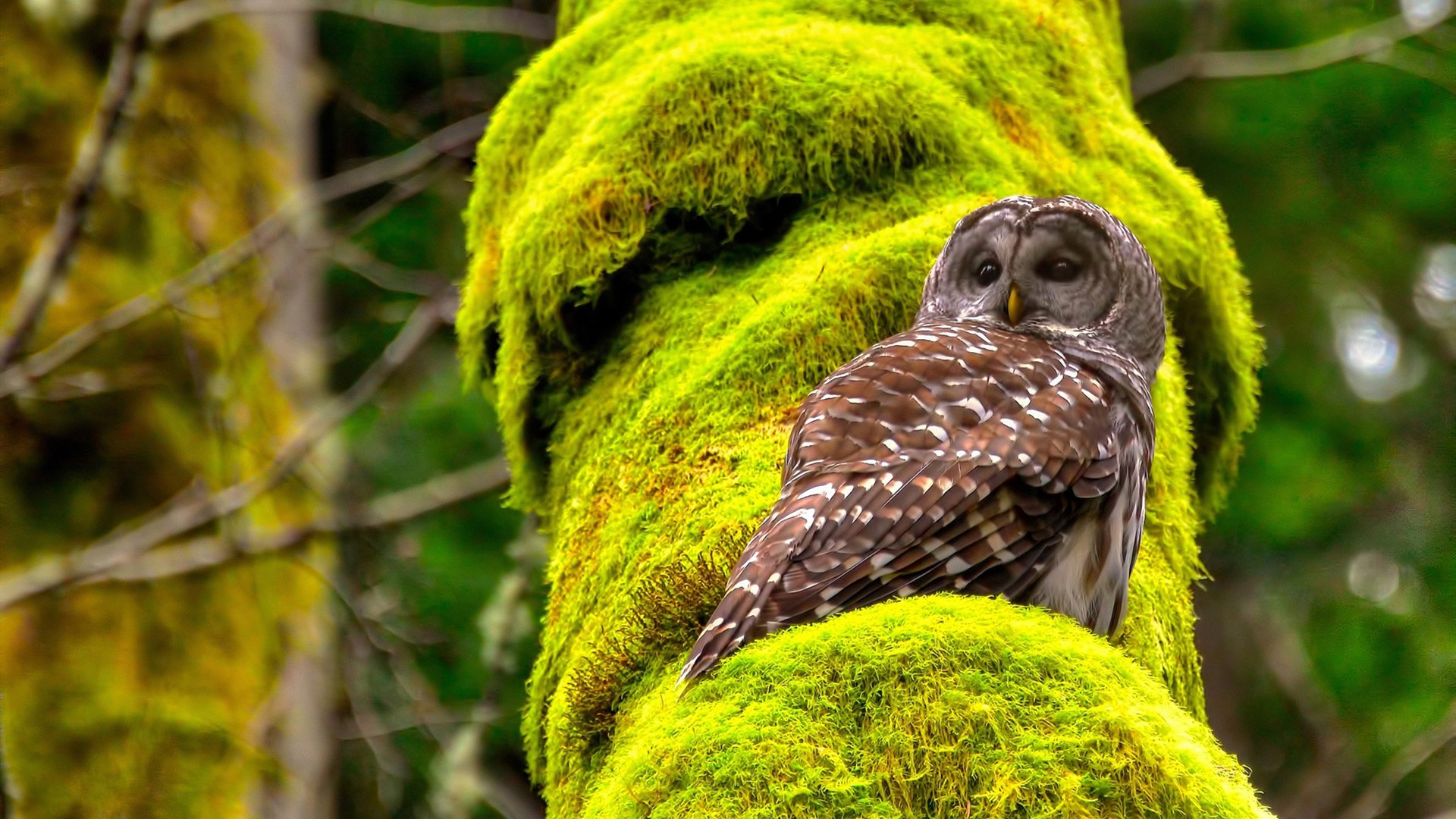 开云官网-哈弗茨爆发闪耀欧洲赛场，韩国淘汰赛力克乌克兰晋级