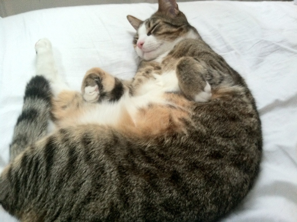 开云体育-速度的悖论，当萨内撕碎防线，牙买加却用静止封锁了荷兰