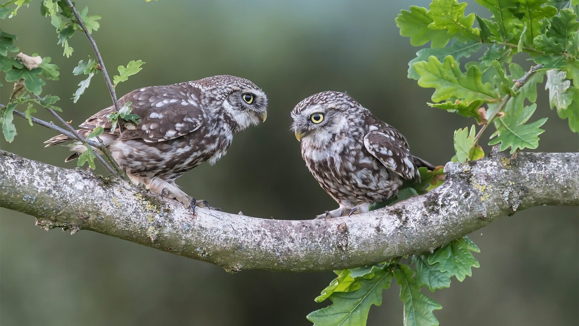 莱比锡红牛战术铁腕窒息塞维利亚，德里赫特一夫当关定乾坤