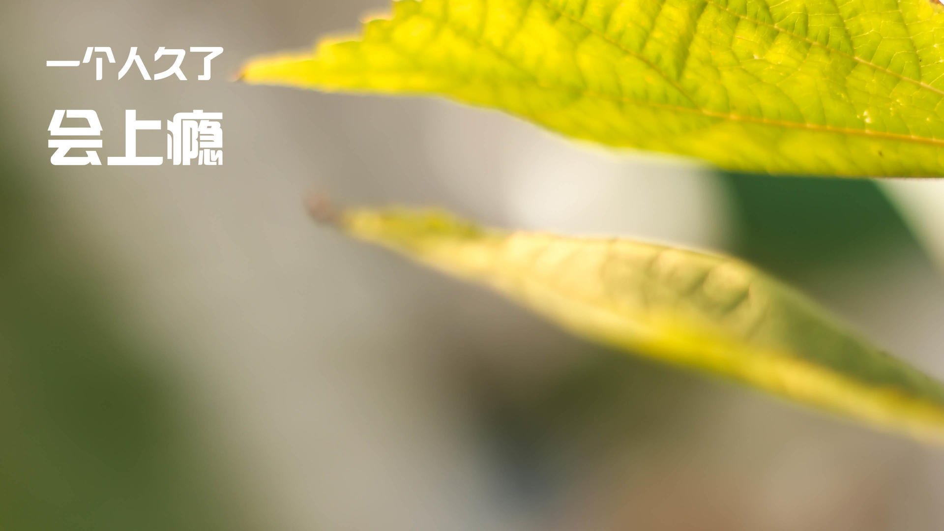 开云体育平台APP-球场统治者，当精密战术遇见孤胆英雄