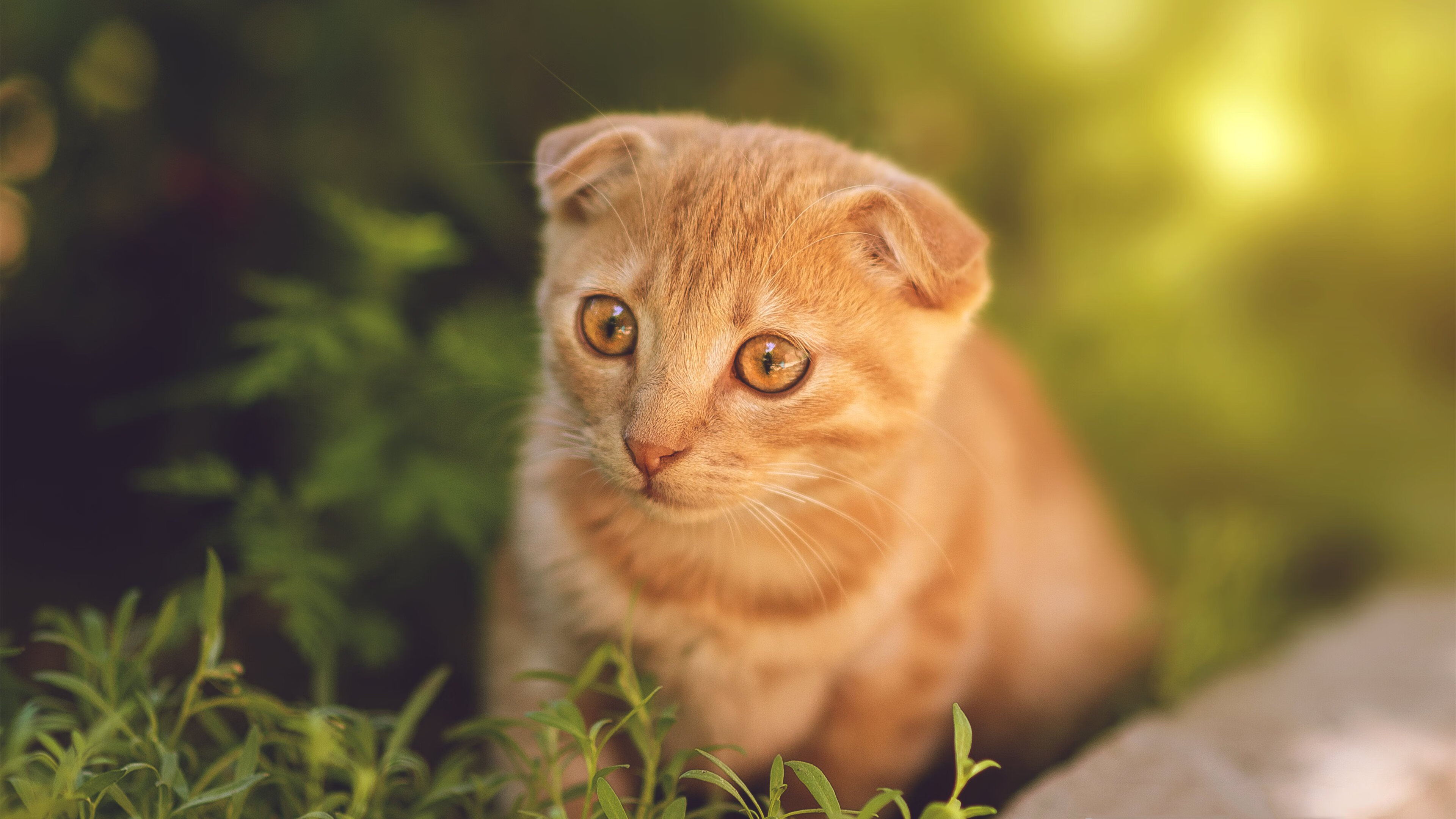 鏖战明尼苏达,德罗赞在冰与火中完全展现古典艺术的现代回响