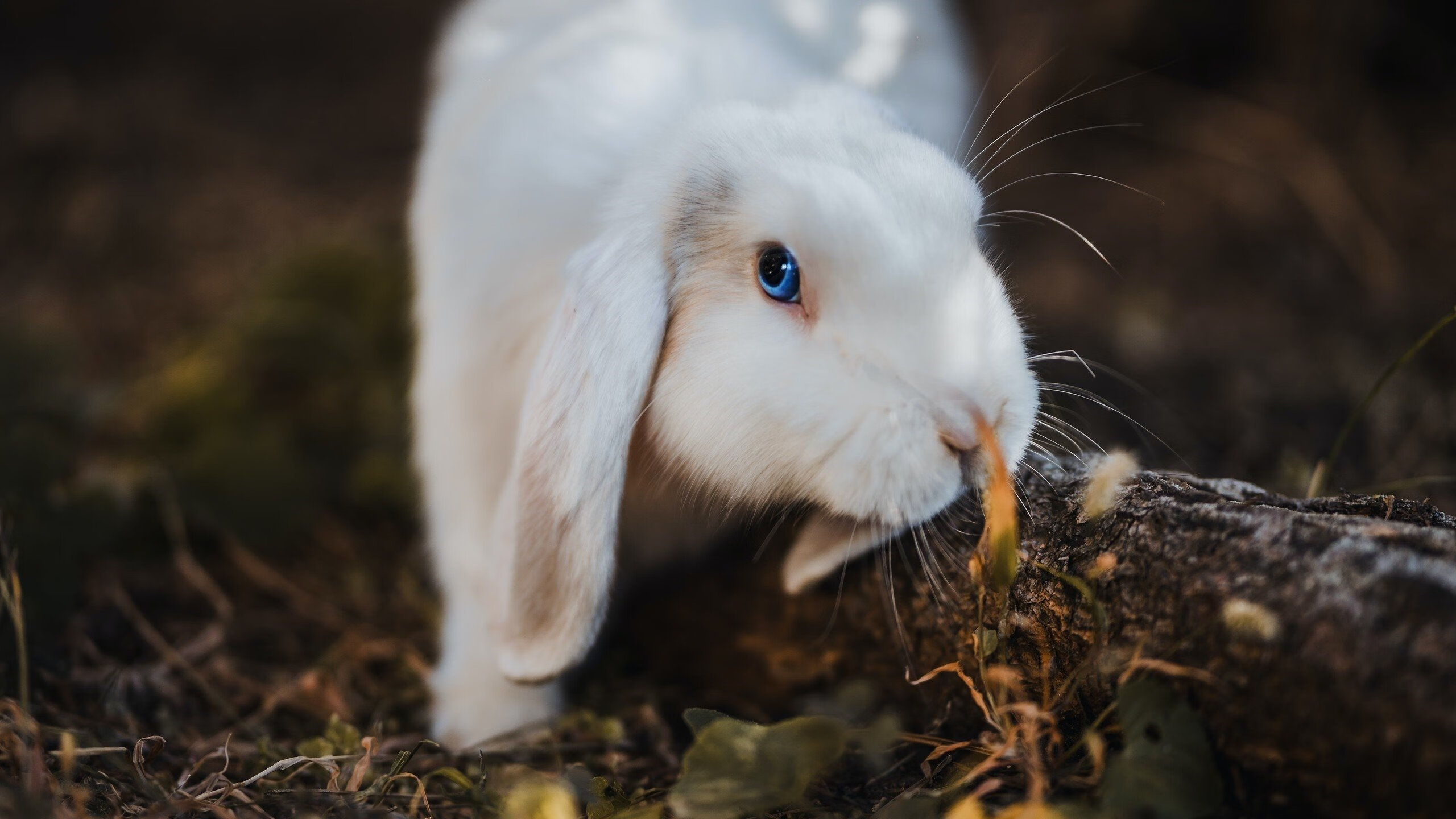 加拿大提前终结悬念巴西,卡马文加状态火热,新势力崛起与足球秩序的重构