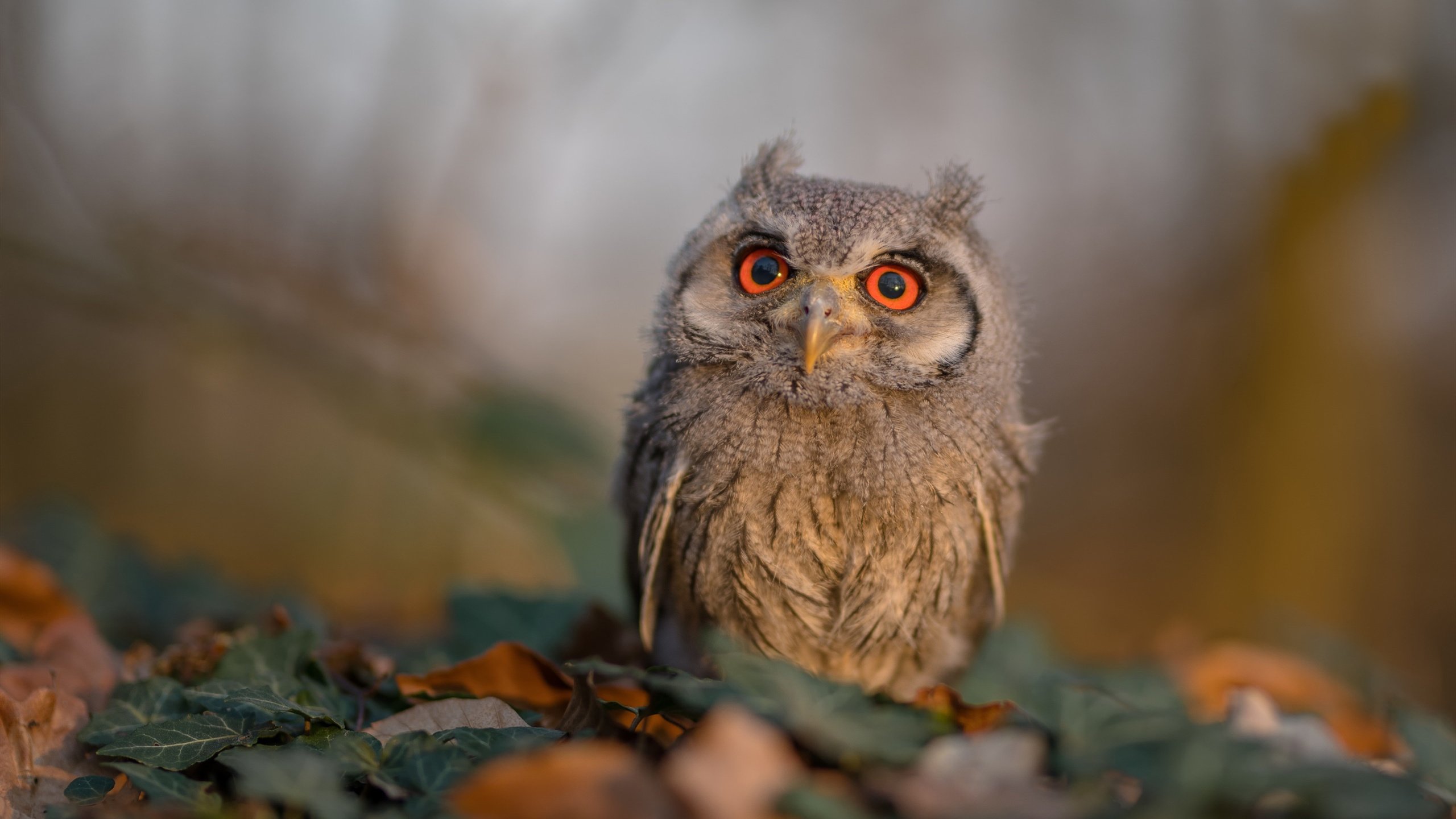 班凯罗封神之夜！勇士打穿奇才，他在世界排名争夺战中按下核按钮