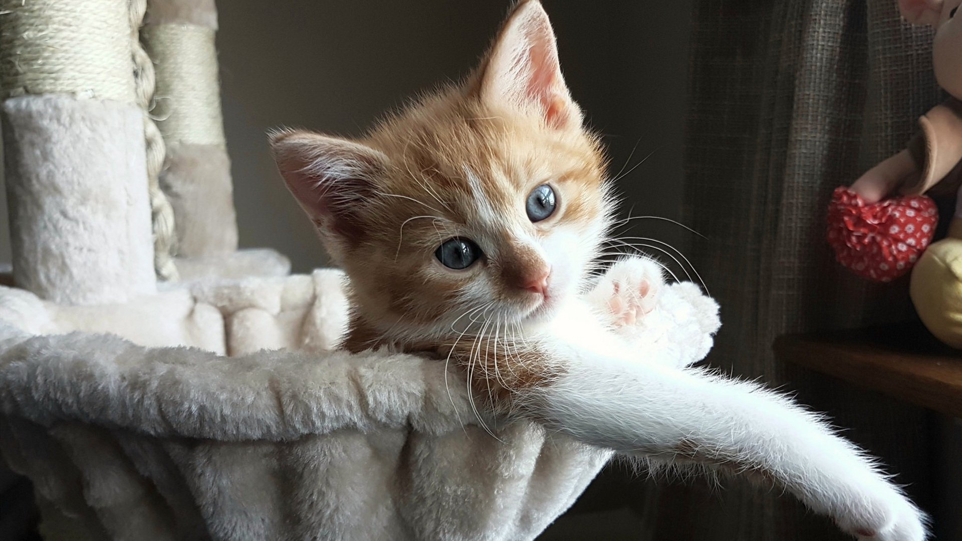 当欧冠之夜遇见约基奇时刻,竞技场上跨越时空的英雄共振