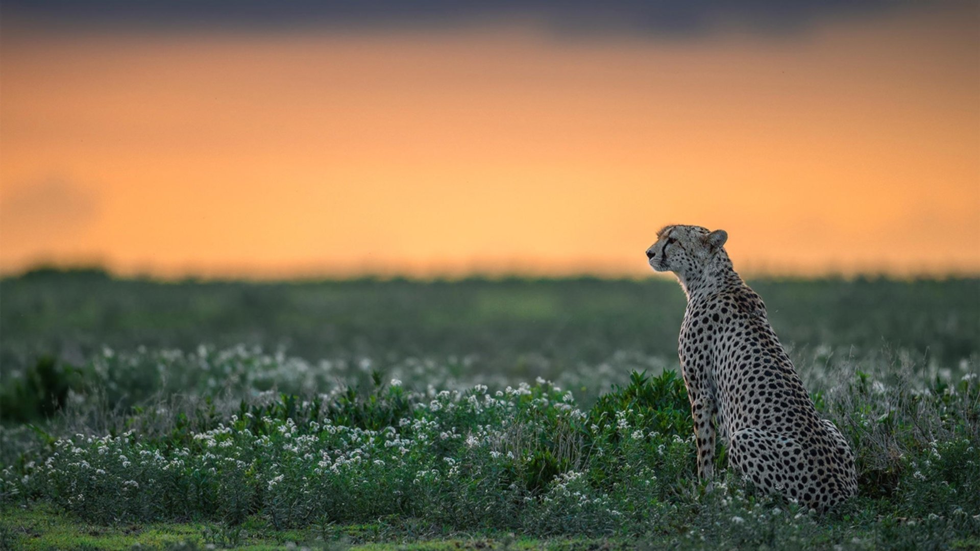 2026世界杯之夜，法比尼奥的存在感拉满