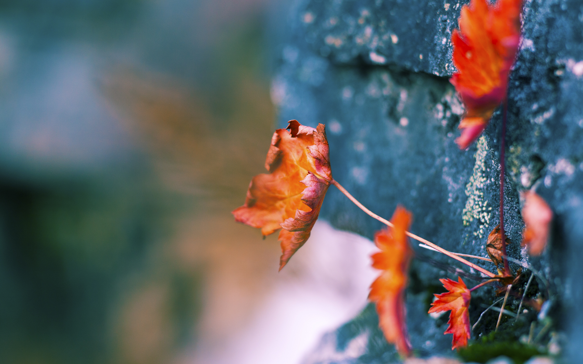 意甲焦点夜星光璀璨，努涅斯高光独耀亚平宁